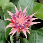 Aechmea fasciata