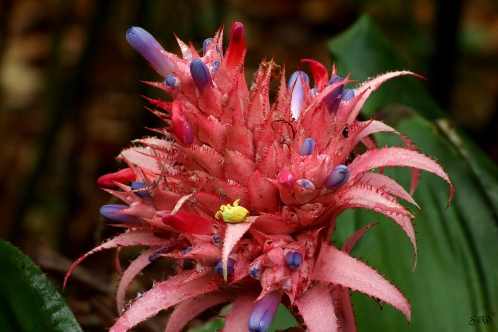 Aechmea Fasciata