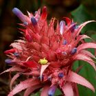 Aechmea Fasciata