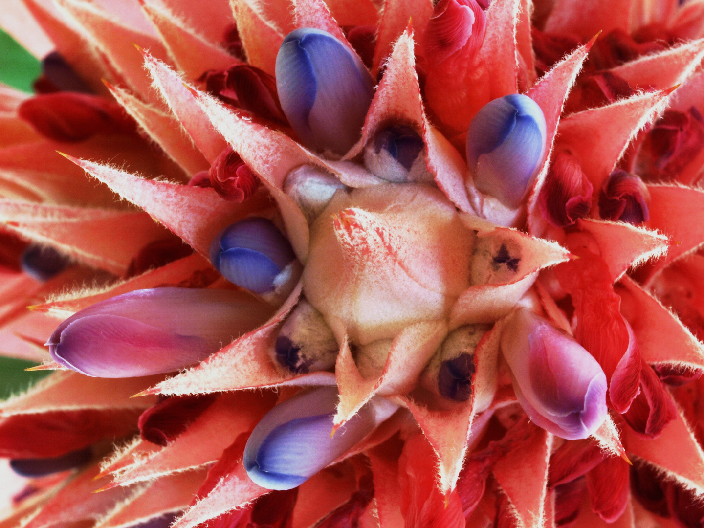 Aechmea fasciata