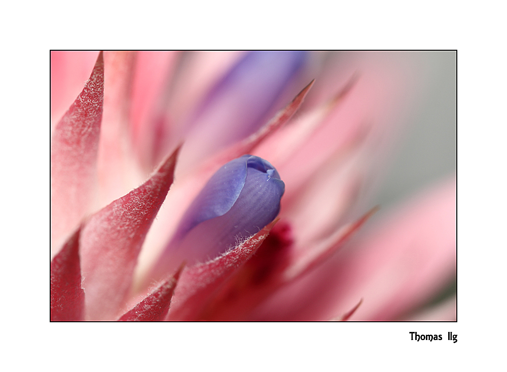 Aechmea fasciata - Bromelie Makro