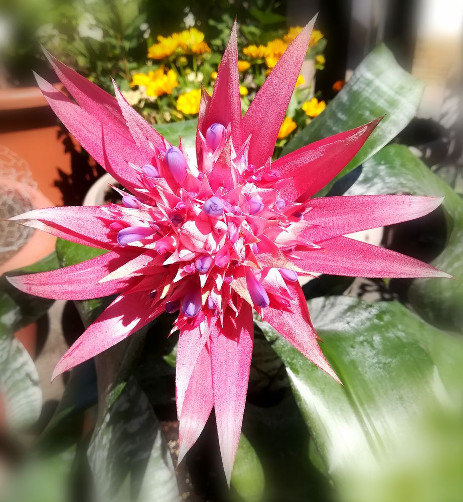 Aechmea fasciata... Foto & Bild natur, rosa, pflanzen Bilder auf