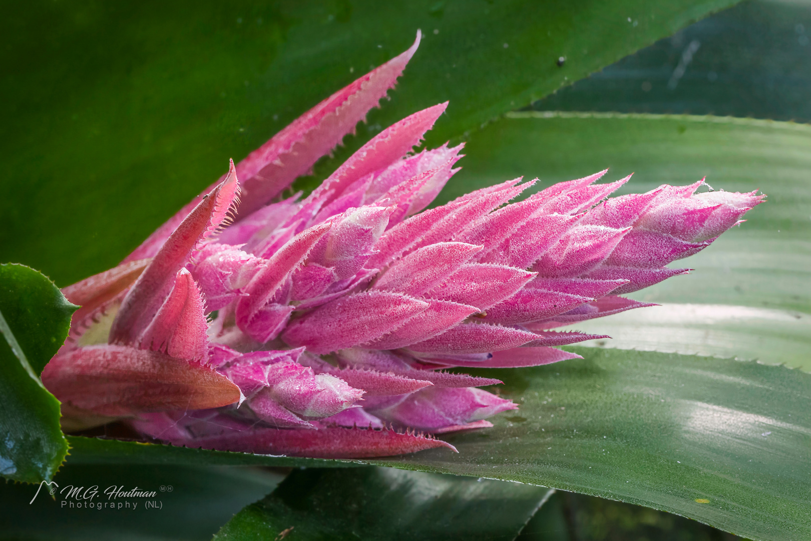 Aechmea flower