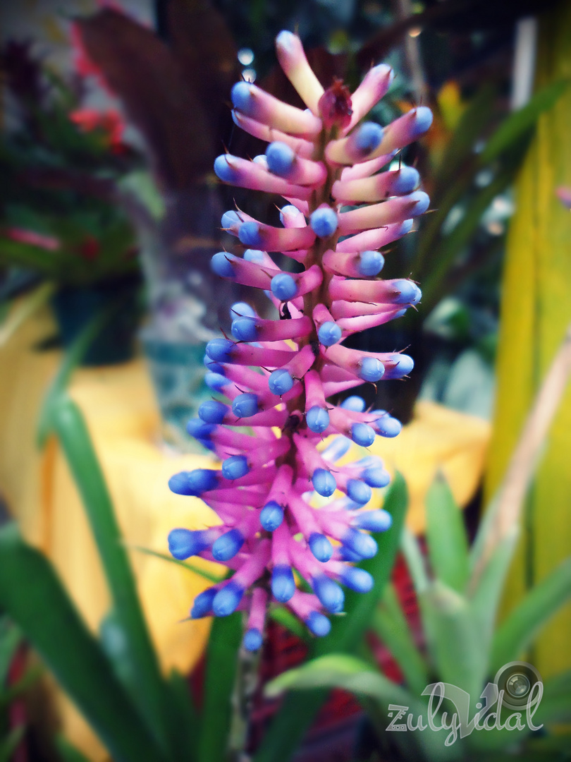 Aechmea Gamosepala