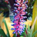 Aechmea Gamosepala