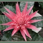 Aechmea - Lanzenrosette