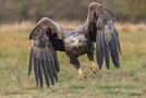 Seeadler im Anflug von Kai Rösler