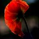 Roter Mohn_5