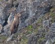 steinbock von libeguets@bluewin.ch