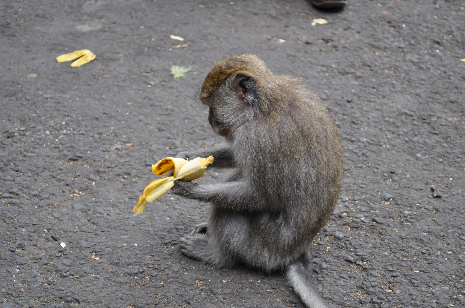 Äffchen auf Bali