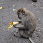 Äffchen auf Bali