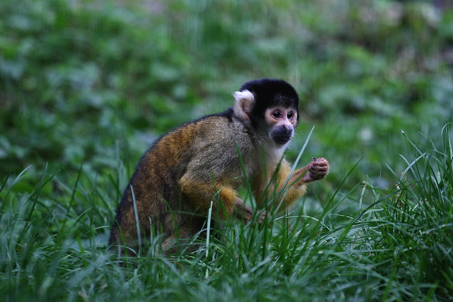 Äffchen auf Futtersuche