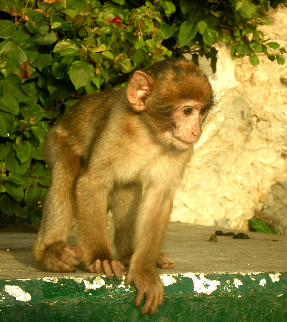 Äffchen auf Gibraltar.