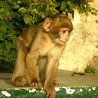 Äffchen auf Gibraltar.