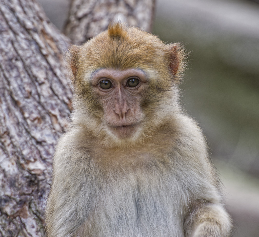 Äffchen aus Schönbrunner Zoo in Wien