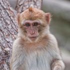 Äffchen aus Schönbrunner Zoo in Wien