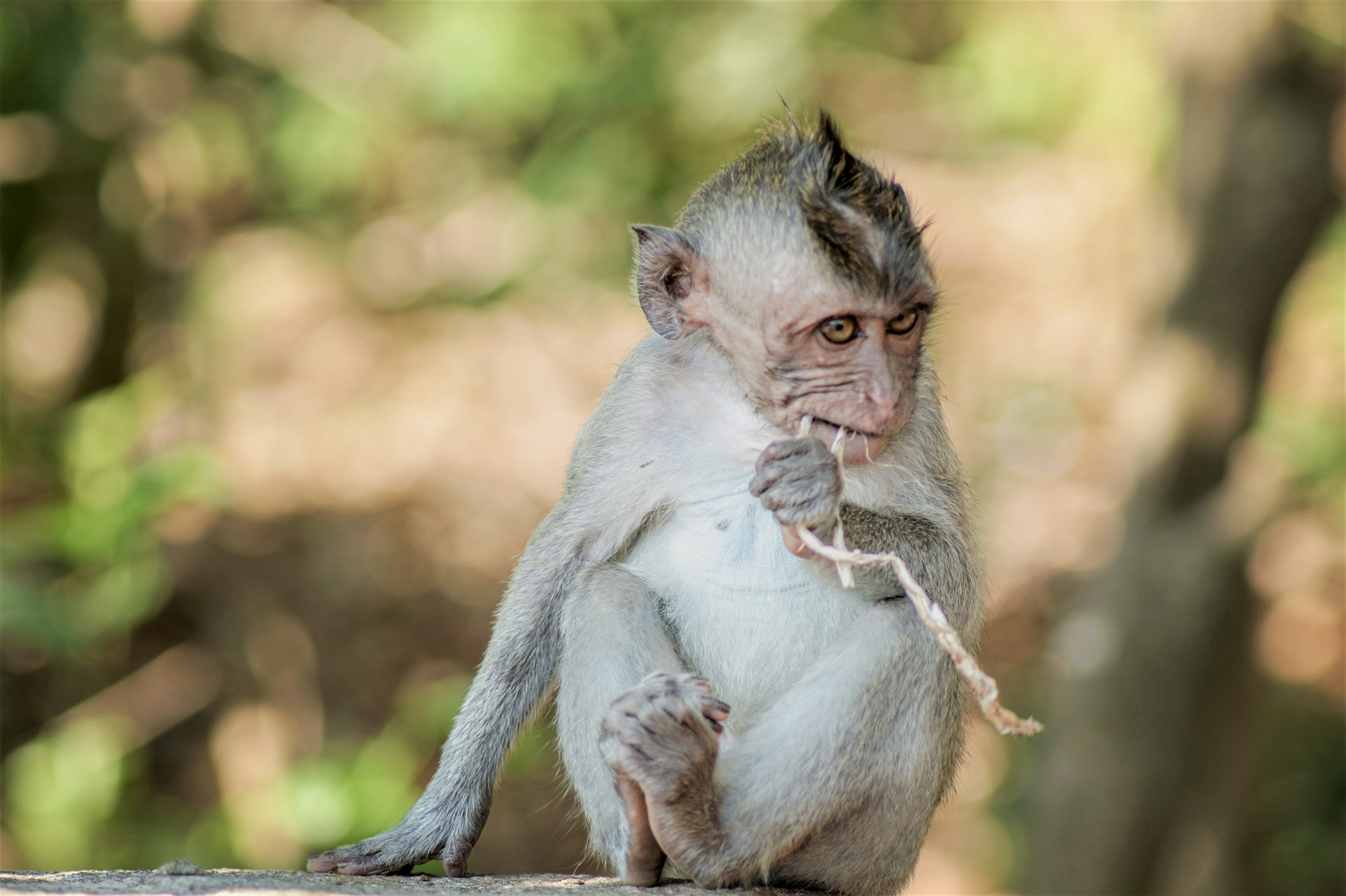 Äffchen beim Uluwatu Tempel in Bali