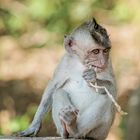 Äffchen beim Uluwatu Tempel in Bali