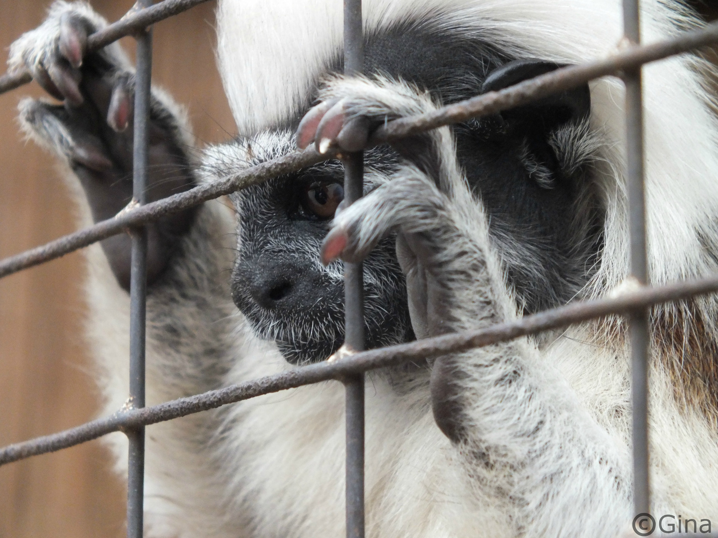 Äffchen hinter den Gittern des Käfigs