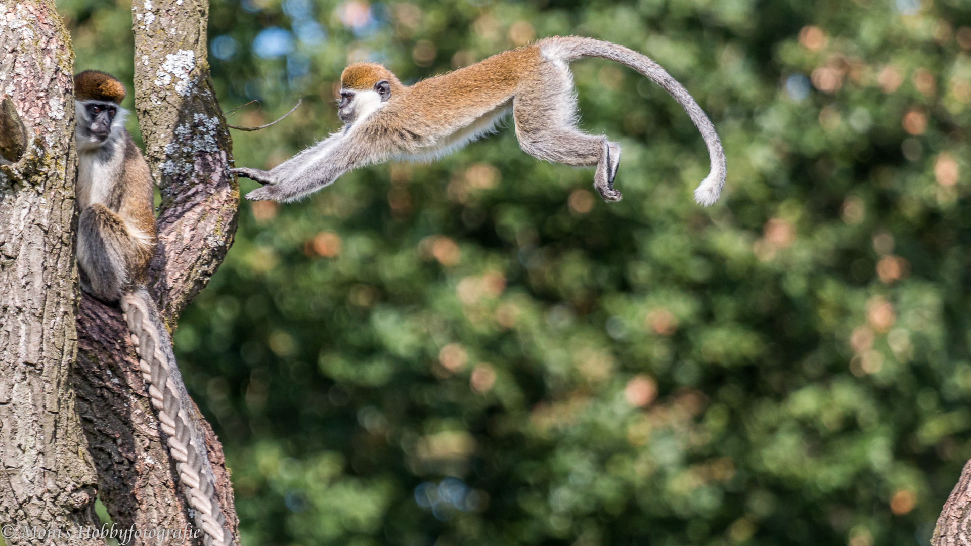 Äffchen im Flug