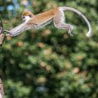 Äffchen im Flug