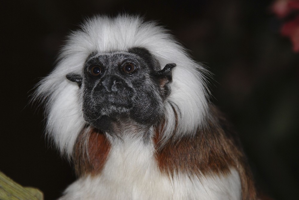 Äffchen im Tierpark Hellbrunn