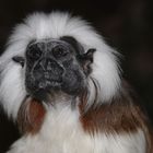 Äffchen im Tierpark Hellbrunn