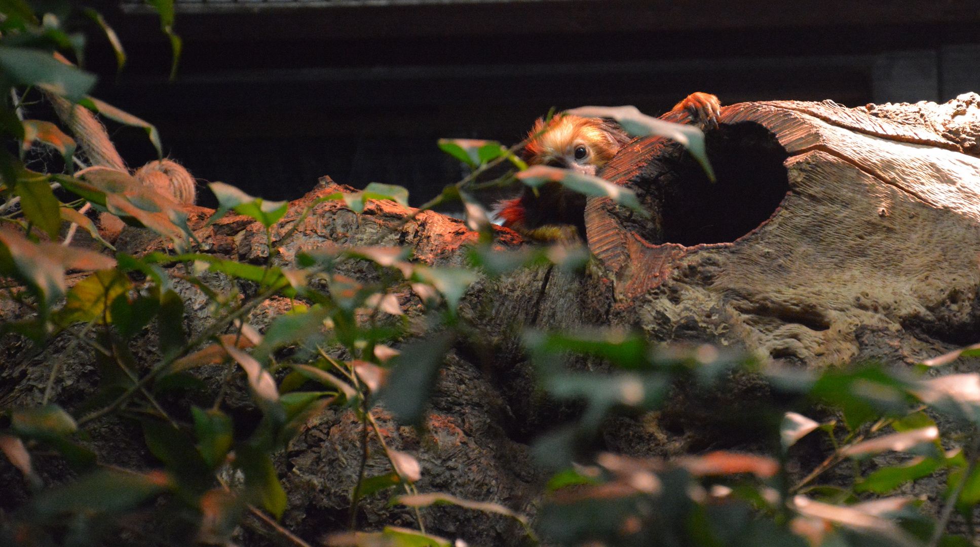 Äffchen im Wuppertaler Zoo