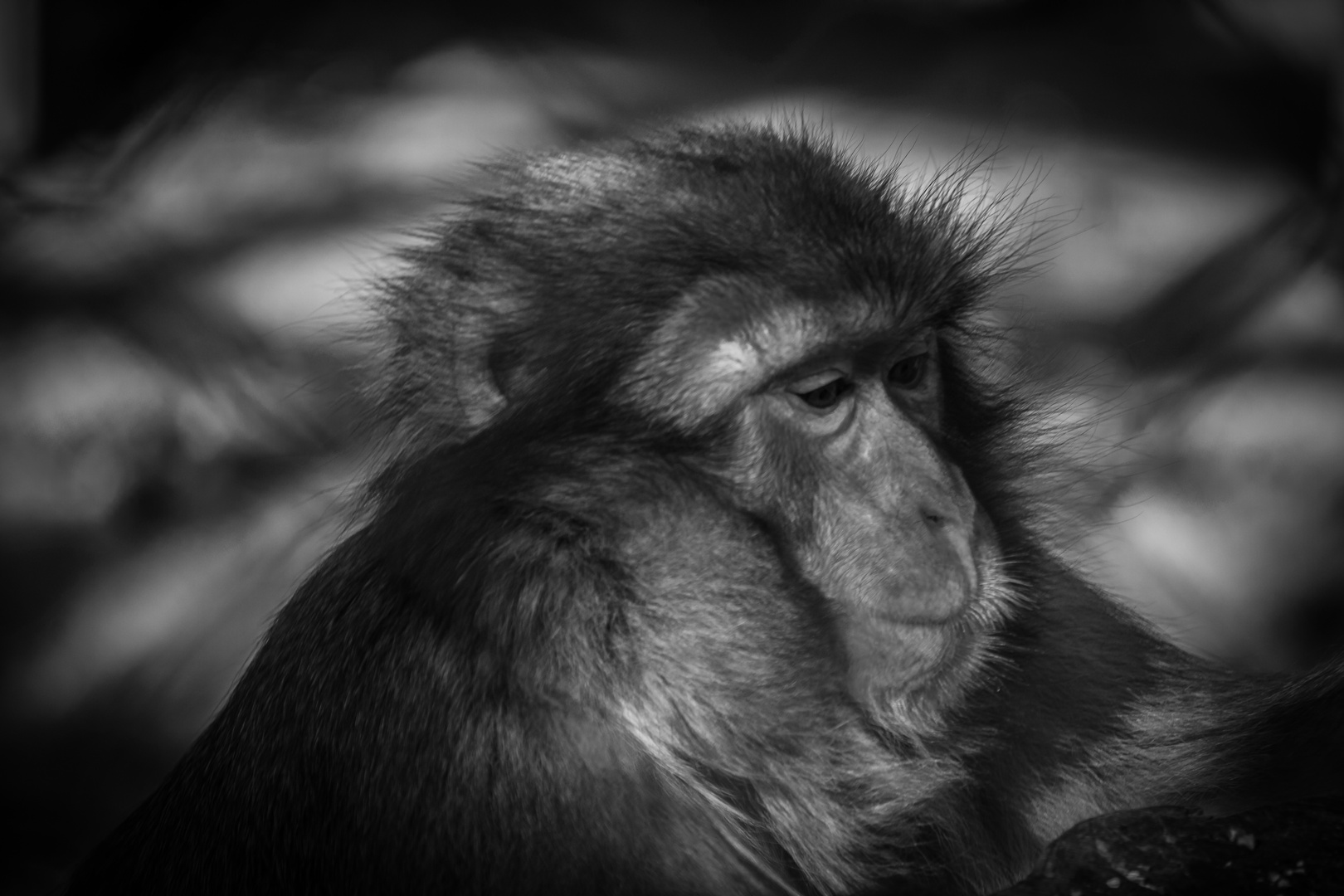 Äffchen im Zoo