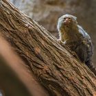 Äffchen im Zoo