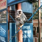 Äffchen vor der Polizeistation in Rishikesh / Indien