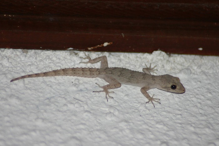 Ägäischer Nacktfinger (Cyrtodactylus kotschyi)