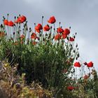 *aegean poppies*