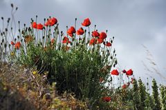 *aegean poppies*