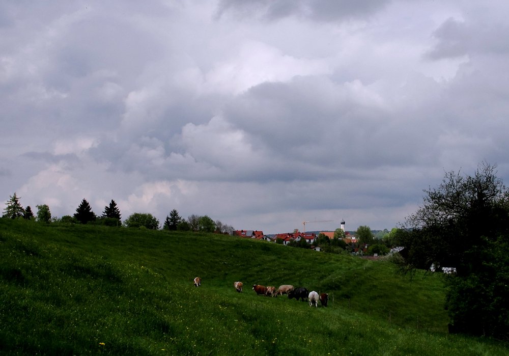 Aegidius-Ansicht - die Kühe sind draussen