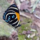 Aegina numberwing (Callicore lyca), Waikanqui/Moyobamba/Peru