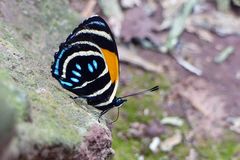 Aegina numberwing (Callicore lyca), Waikanqui/Moyobamba/Peru