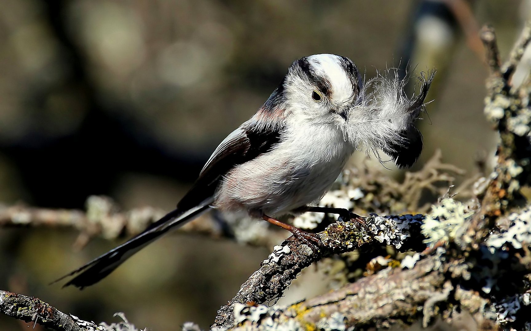 Aegithalos caudatus