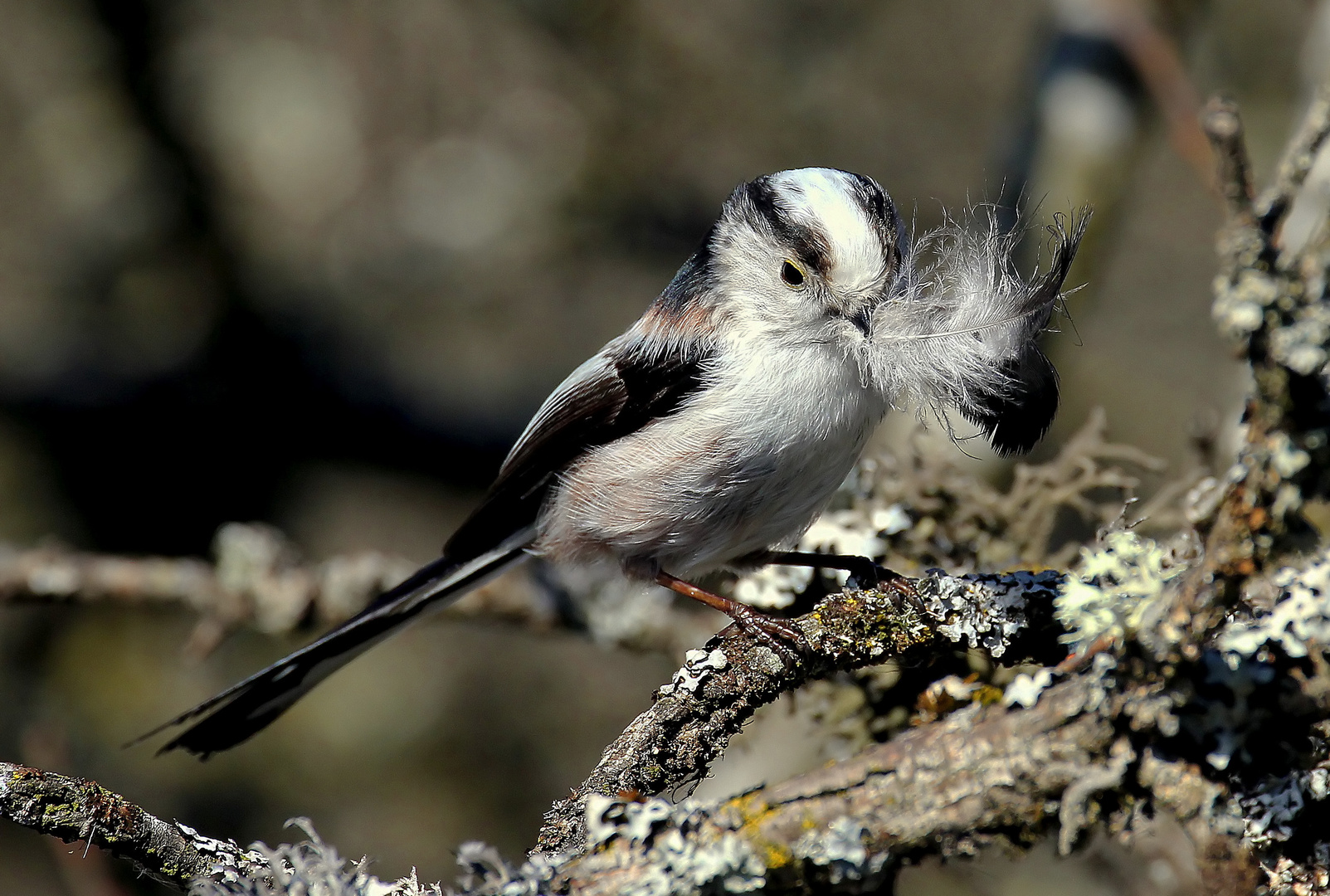 Aegithalos caudatus