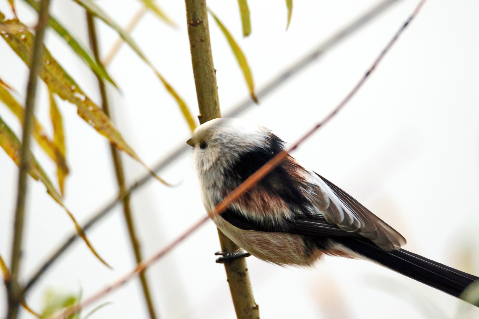 Aegithalos caudatus caudatus (Typ CE) 