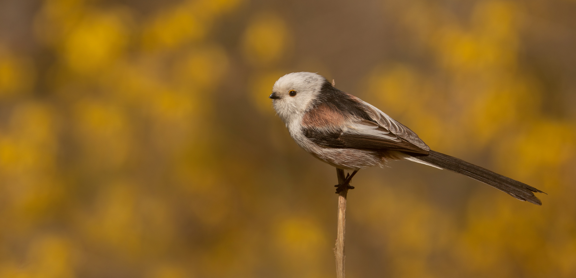 Aegithalos caudatus - Schwanzmeise  