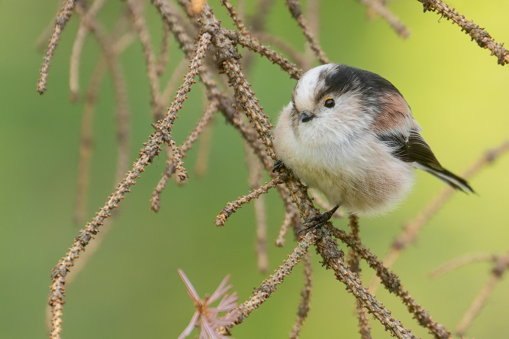 Aegithalos caudatus - Schwanzmeise - die kleine Akrobatin 