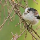 Aegithalos caudatus - Schwanzmeise - die kleine Akrobatin 