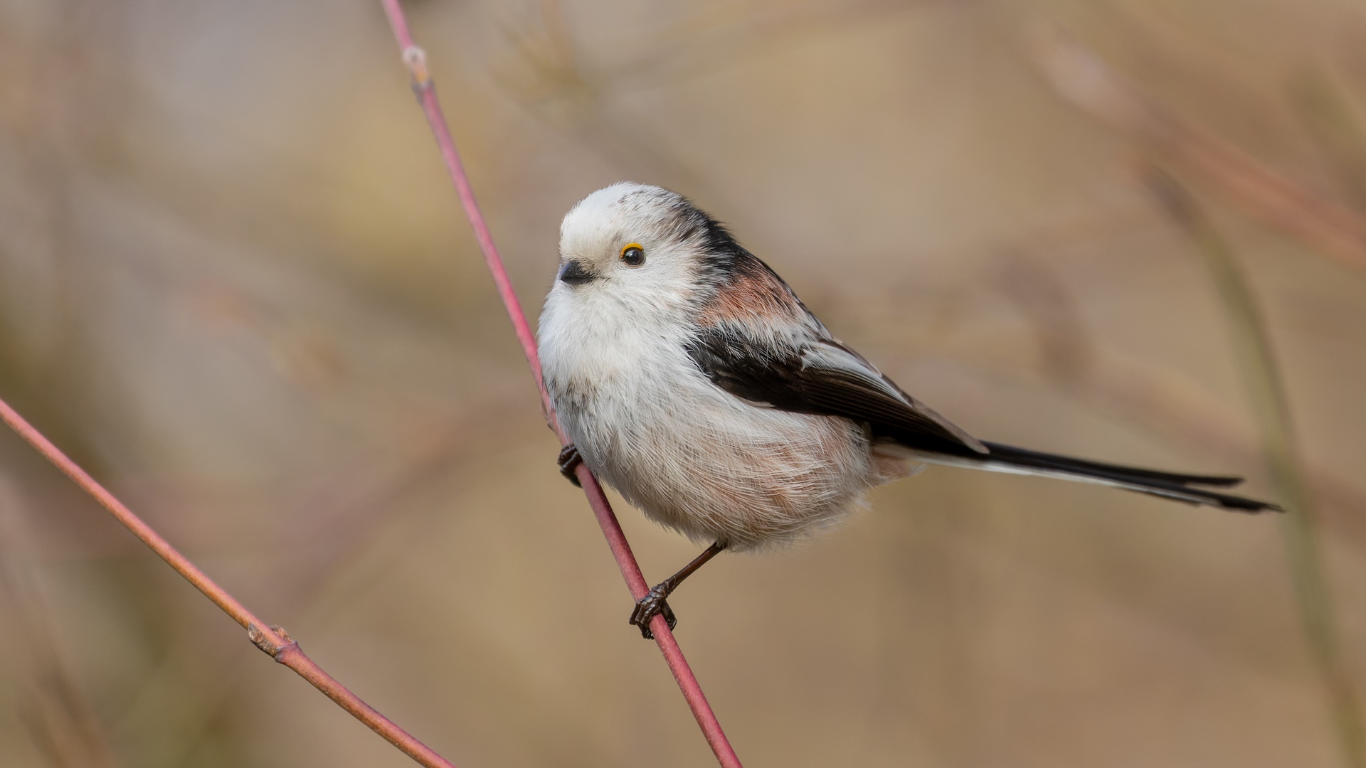 Aegithalos caudatus  - Schwanzmeise