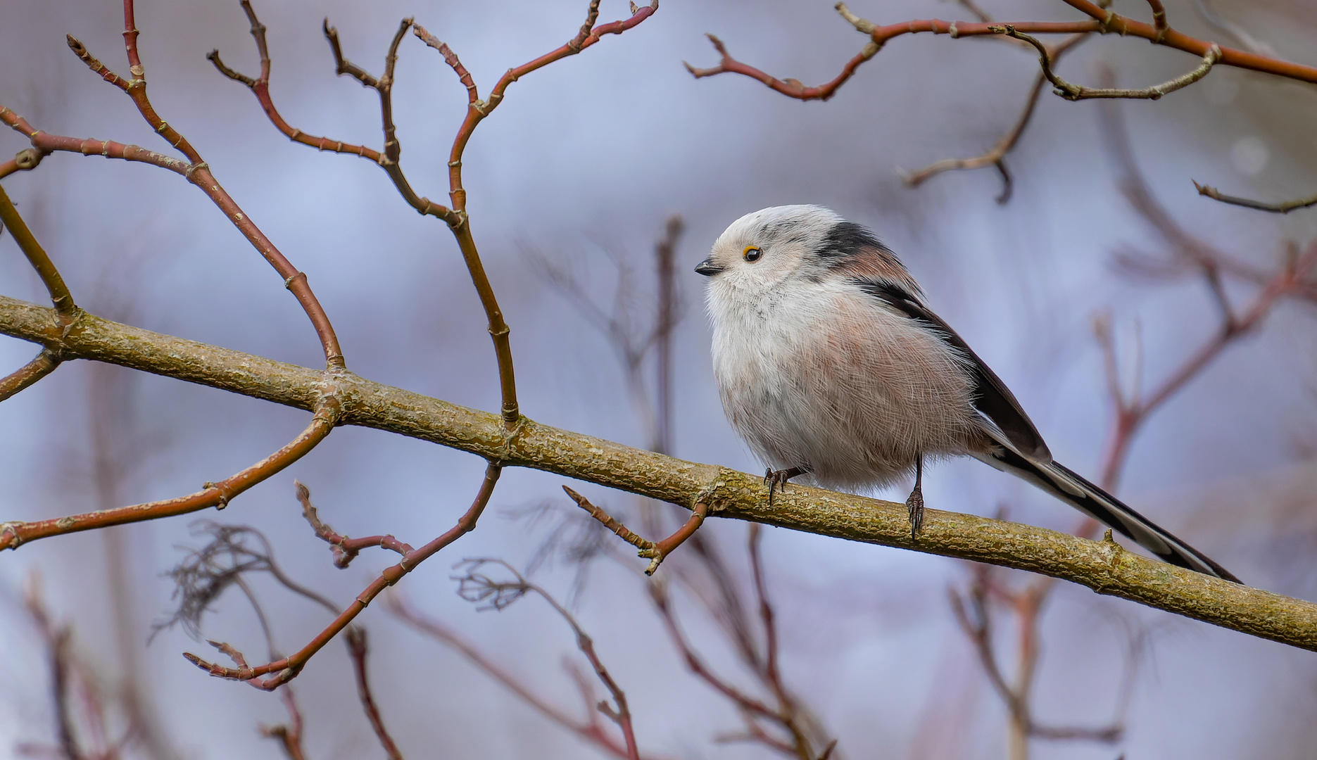 Aegithalos caudatus - Schwanzmeise  im Winter 