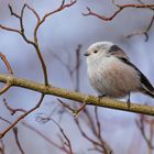 Aegithalos caudatus - Schwanzmeise  im Winter 