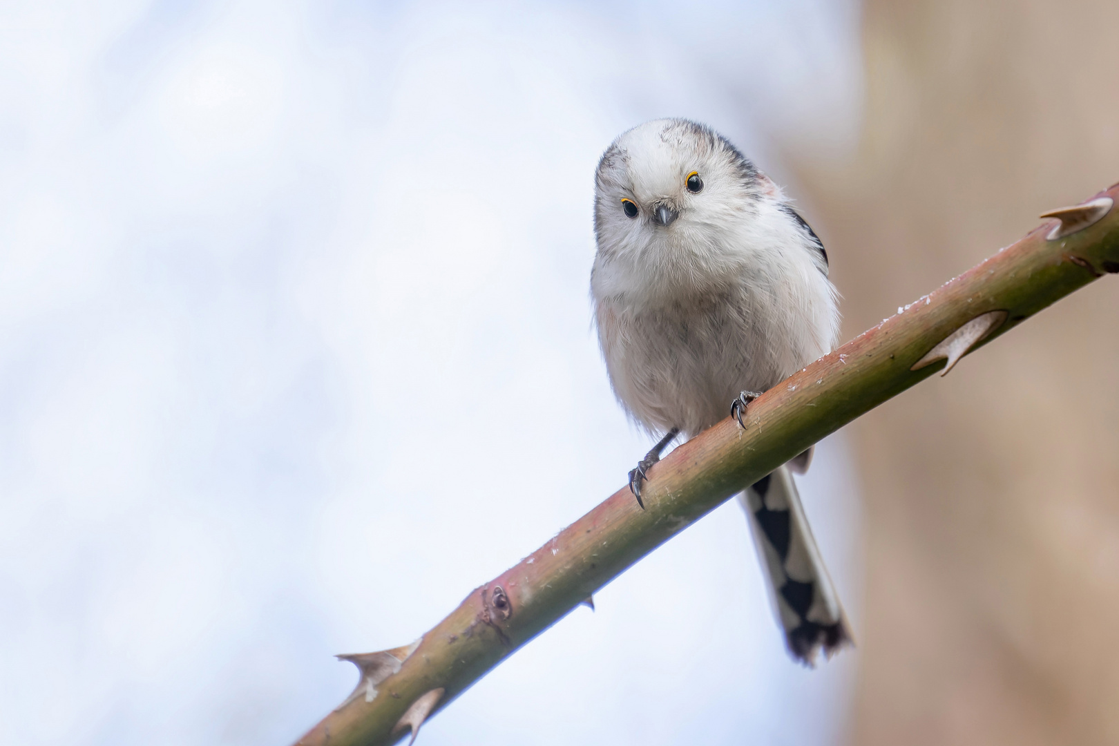 Aegithalos caudatus - Schwanzmeise  im Winter , von vorne 