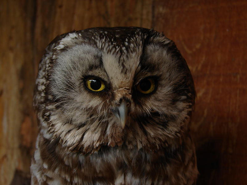 Aegolius funereus - Tengmalm's owl - Chouette de tengmalm