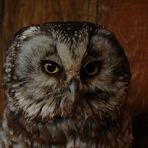 Aegolius funereus - Tengmalm's owl - Chouette de tengmalm