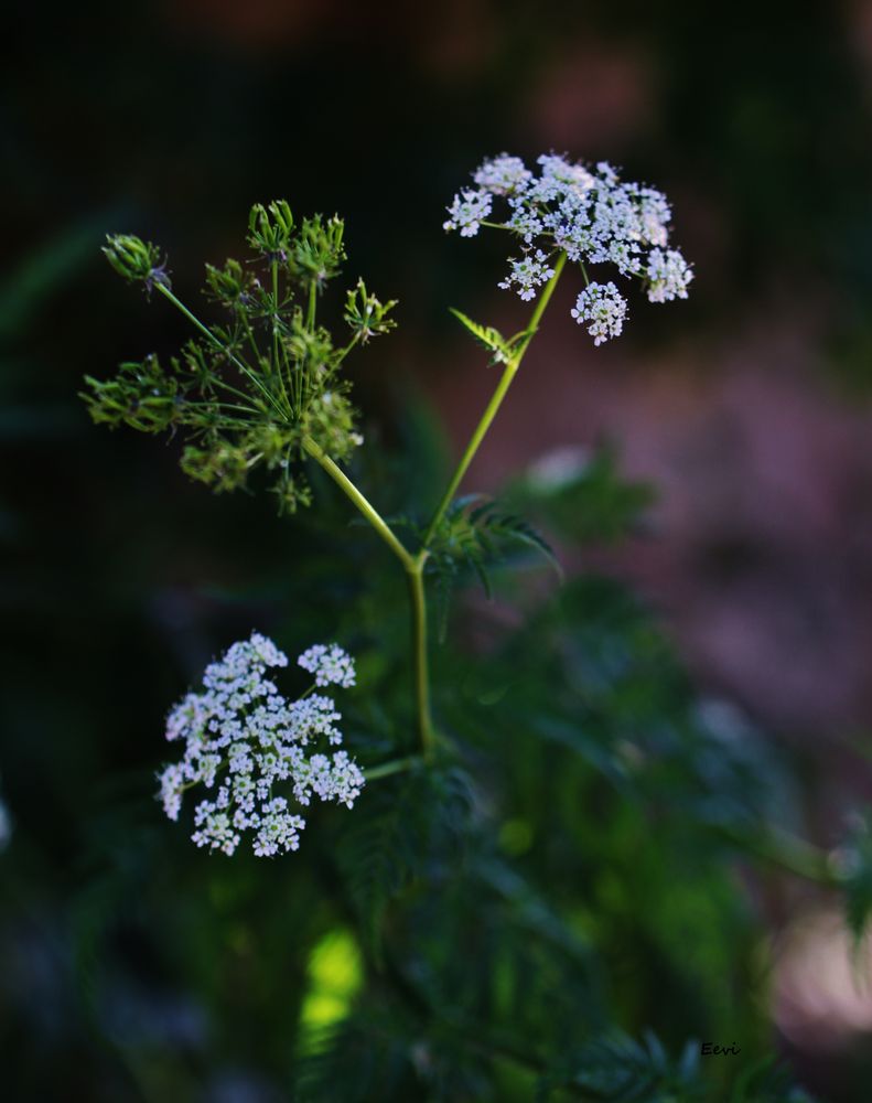 Aegopodium podagraria